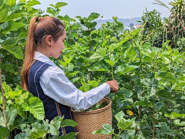 Trang trại trồng dâu