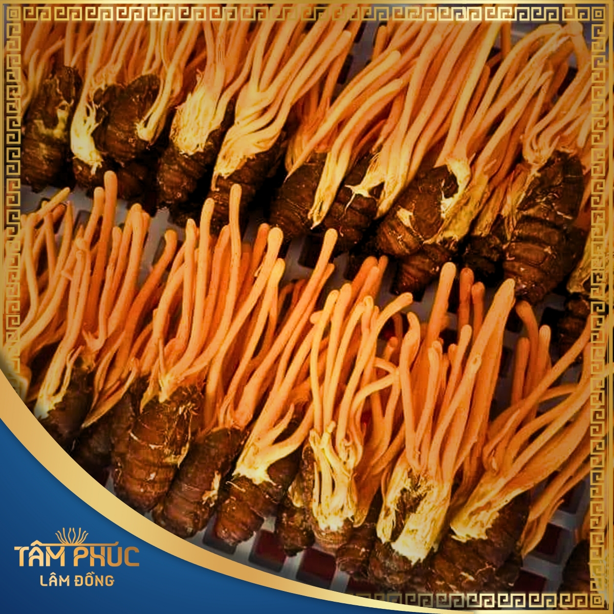 Thông tin chi tiết 